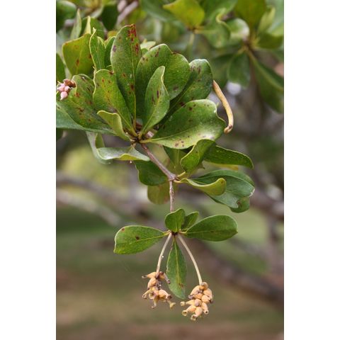 Bucida sp.
