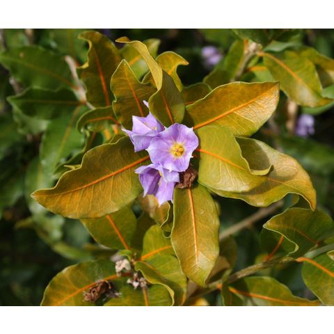 Solanum conocarpum
