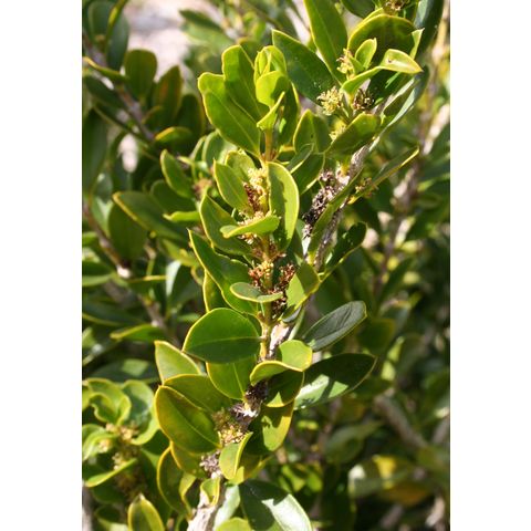 Buxus vahlii
