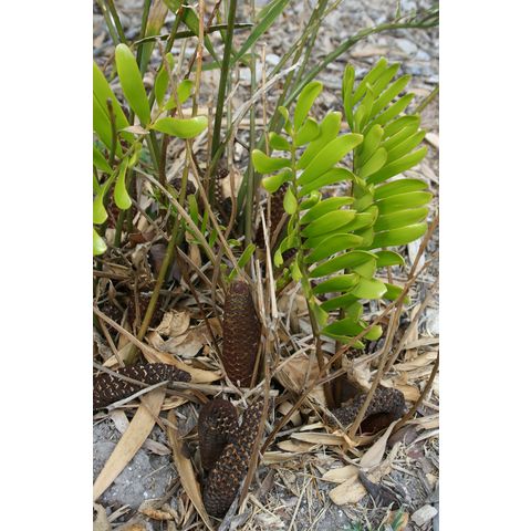 Zamia integrifolia
