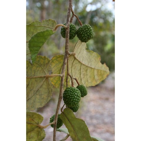 Guazuma ulmifolia
