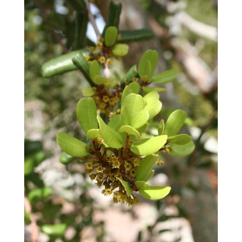 Pimenta racemosa
