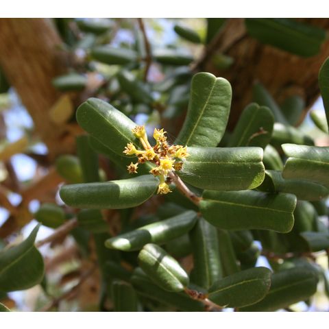 Pimenta racemosa
