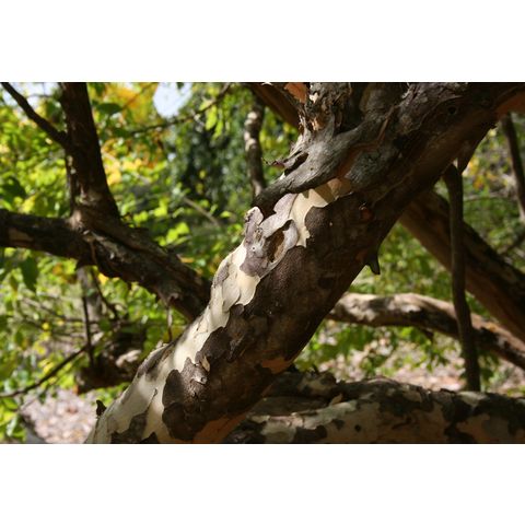 Colubrina elliptica
