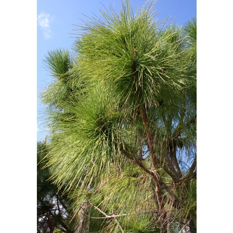 Pinus elliottii
