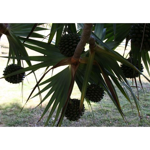 Pandanus utilis
