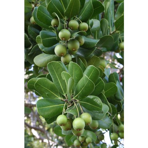 Mimusops balata
