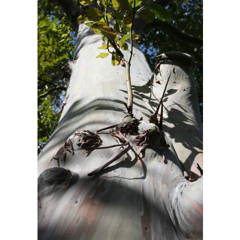 Eucalyptus deglupta

