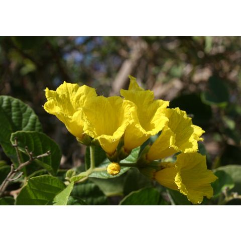 Cordia lutea
