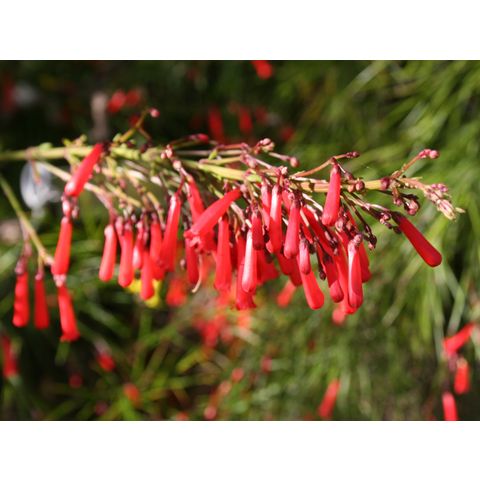 Russelia equisetiformis
