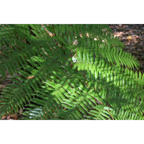 Cyathea cooperi

