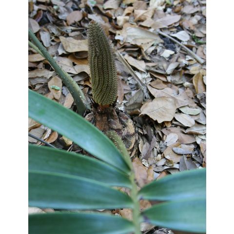 Ceratozamia mexicana
