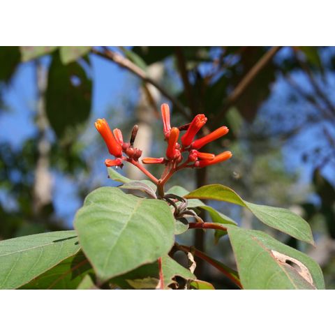 Hamelia patens
