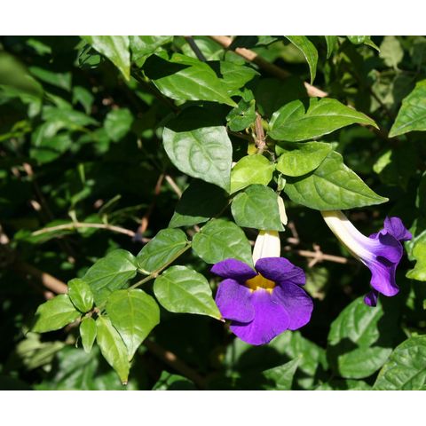 Thunbergia erecta
