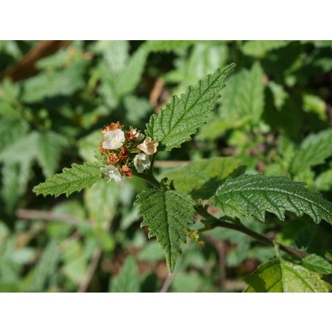 Cordia globosa

