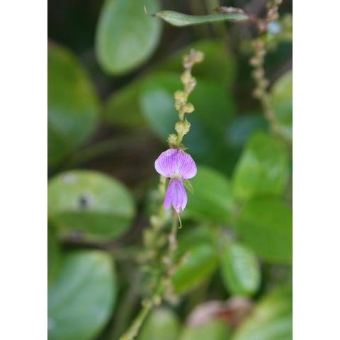 Galactia striata
