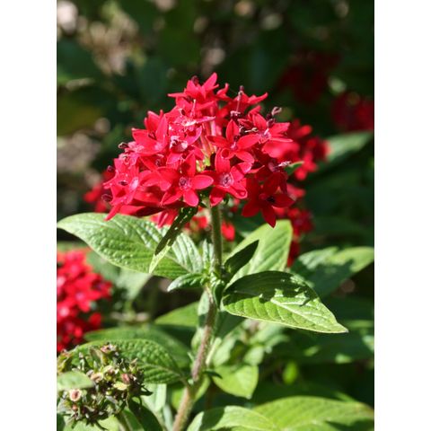 Pentas lanceolata
