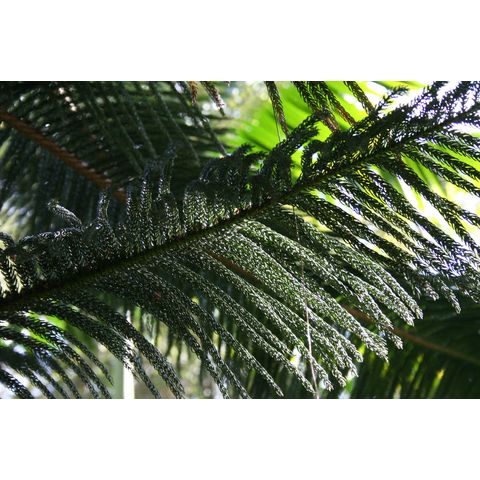 Araucaria columnaris
