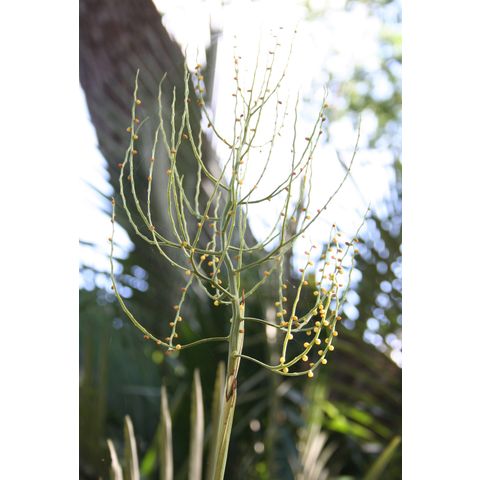 Chamaedorea radicans
