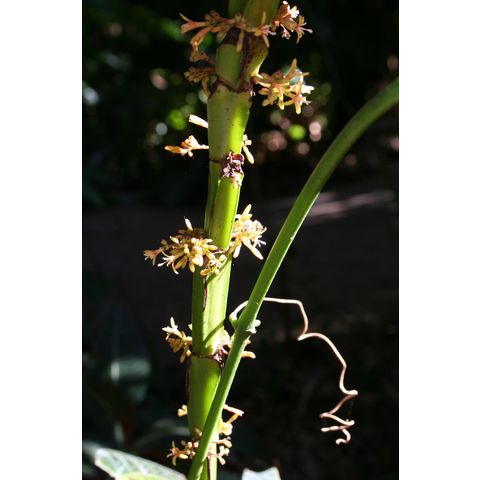 Hoffmannia ghiesbreghtii
