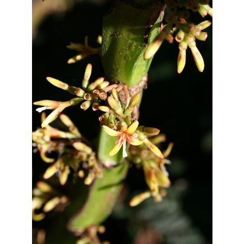 Hoffmannia ghiesbreghtii
