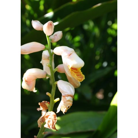 Costus sp.
