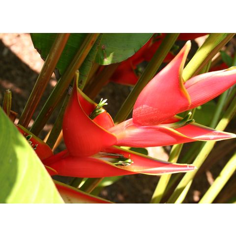 Heliconia stricta 'Iris Bannochie'
