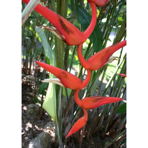 Heliconia pendula 'Red Twist'
