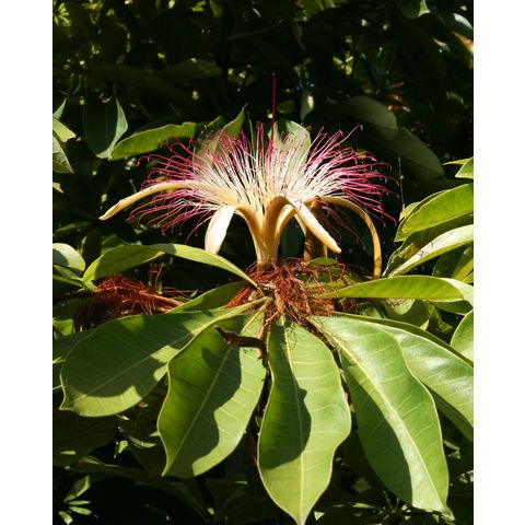 Pachira aquatica
