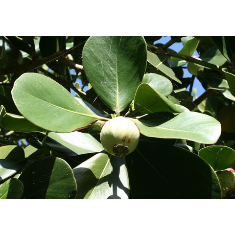 Clusia rosea
