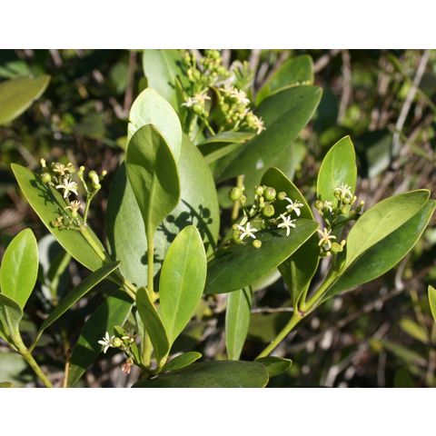 Erithalis fruticosa
