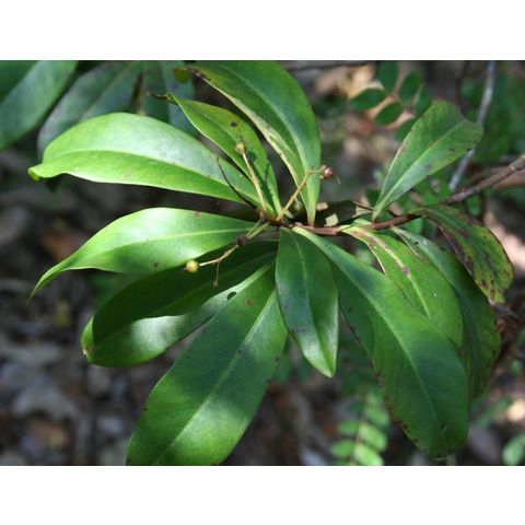 Ardisia escalonnioides
