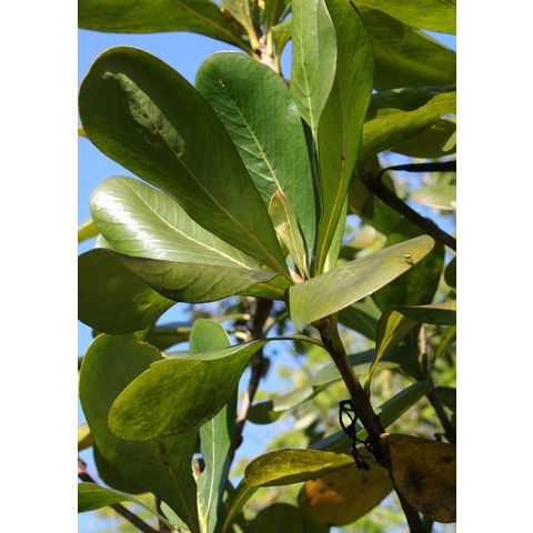 Casasia clusiifolia
