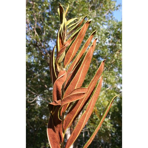 Acrostichum danaeifolium
