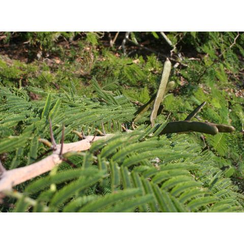 Acacia macracantha
