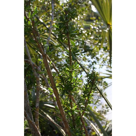 Lycium carolinianum
