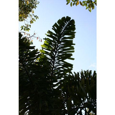 Wodyetia bifurcata

