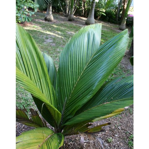 Pelagodoxa henryana
