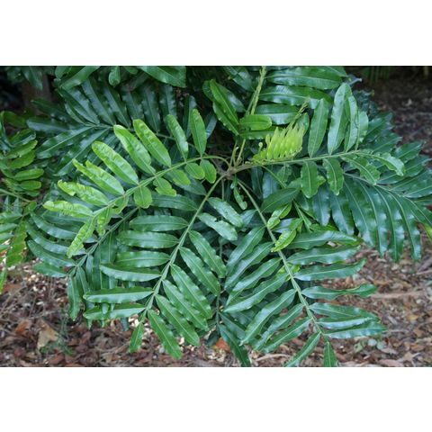 Filicium decipiens

