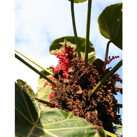 Macaranga grandifolia
