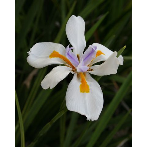 Dietes grandiflora
