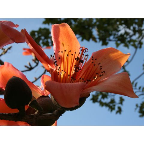 Bombax ceiba
