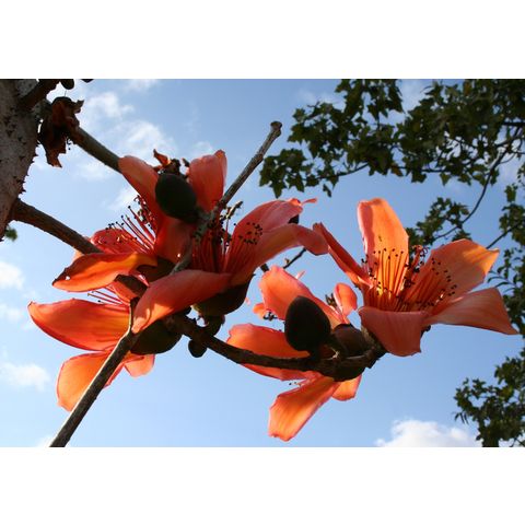 Bombax ceiba
