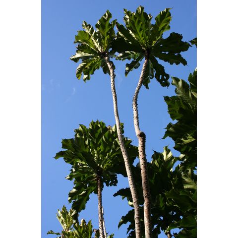 Ficus pseudopalma
