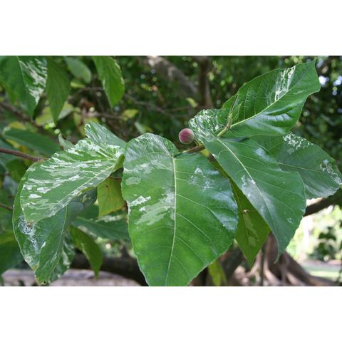 Ficus aspera
