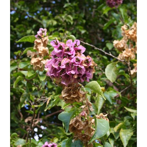 Bougainvillea arborea
