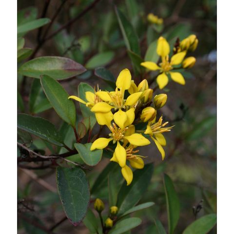 Galphimia gracilis
