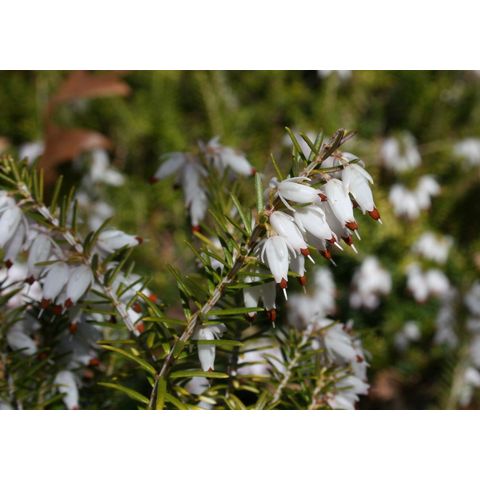 Erica sp.