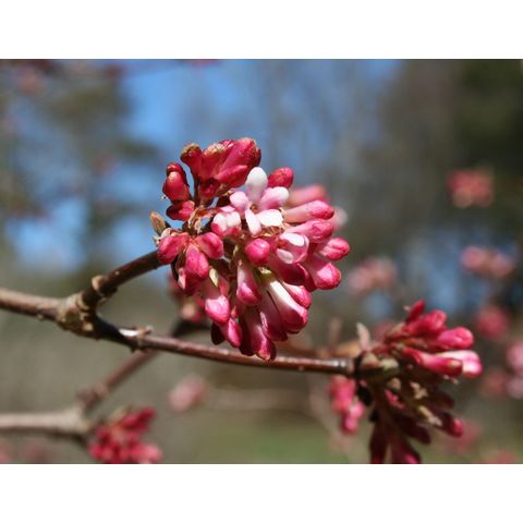 Viburnum plicatum 'Mariesii'