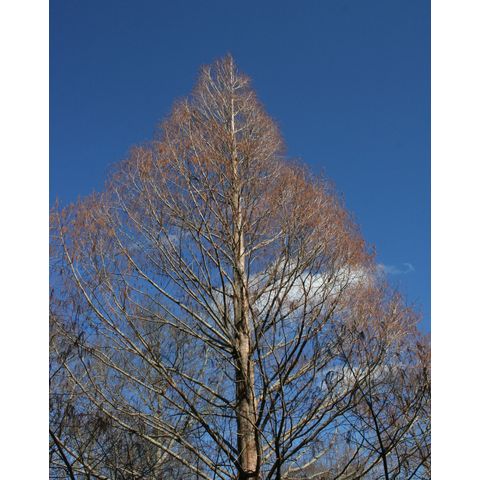 Metasequoia glyptostroboides